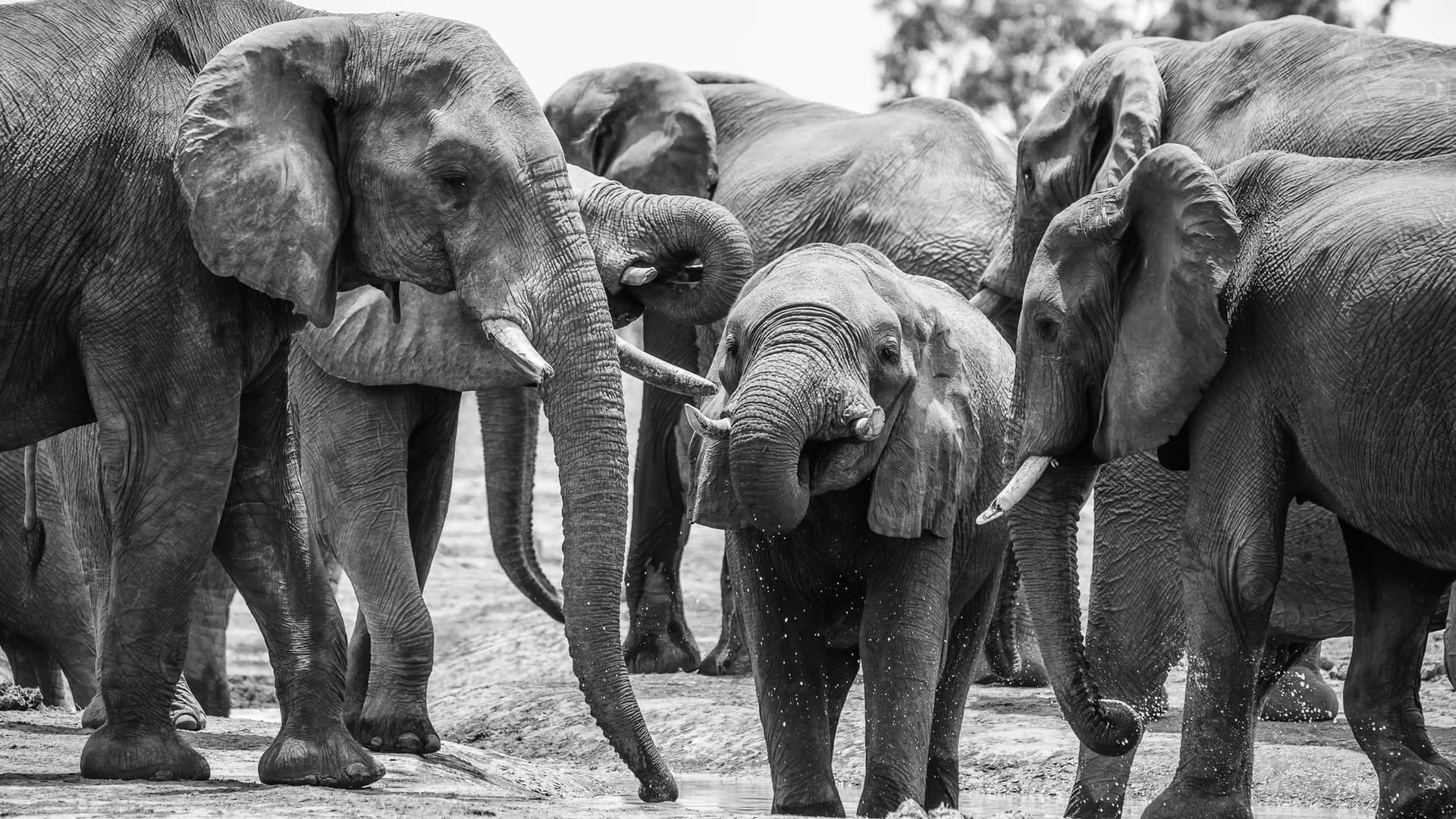 Teaching Elephants to Fish